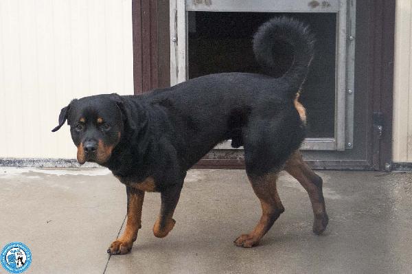 Ares, forza e fedeltà in cerca di una guida vera Foto 3